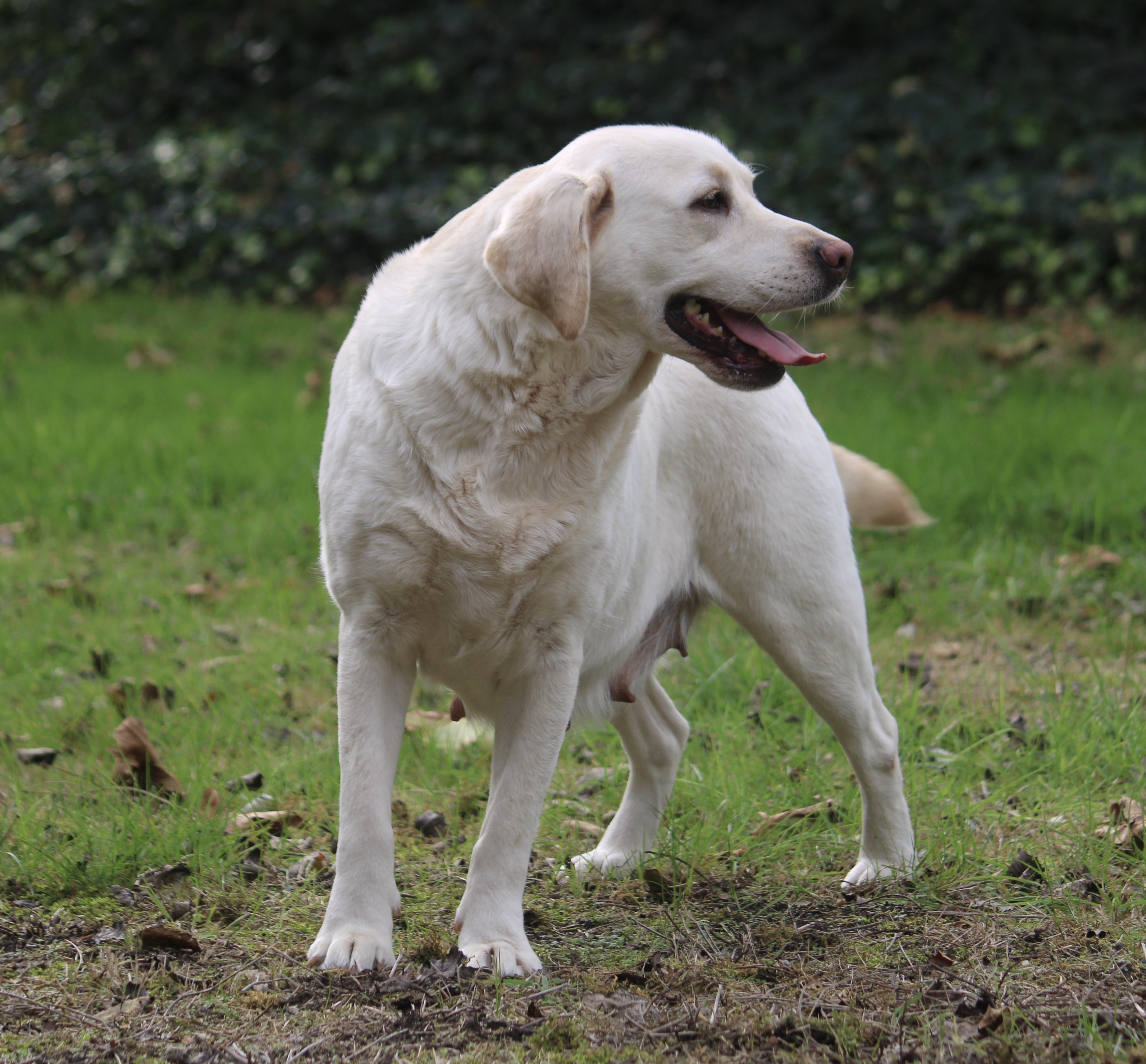 Labrador en teven | Acantus Rashondenfokkerij Oudenburg