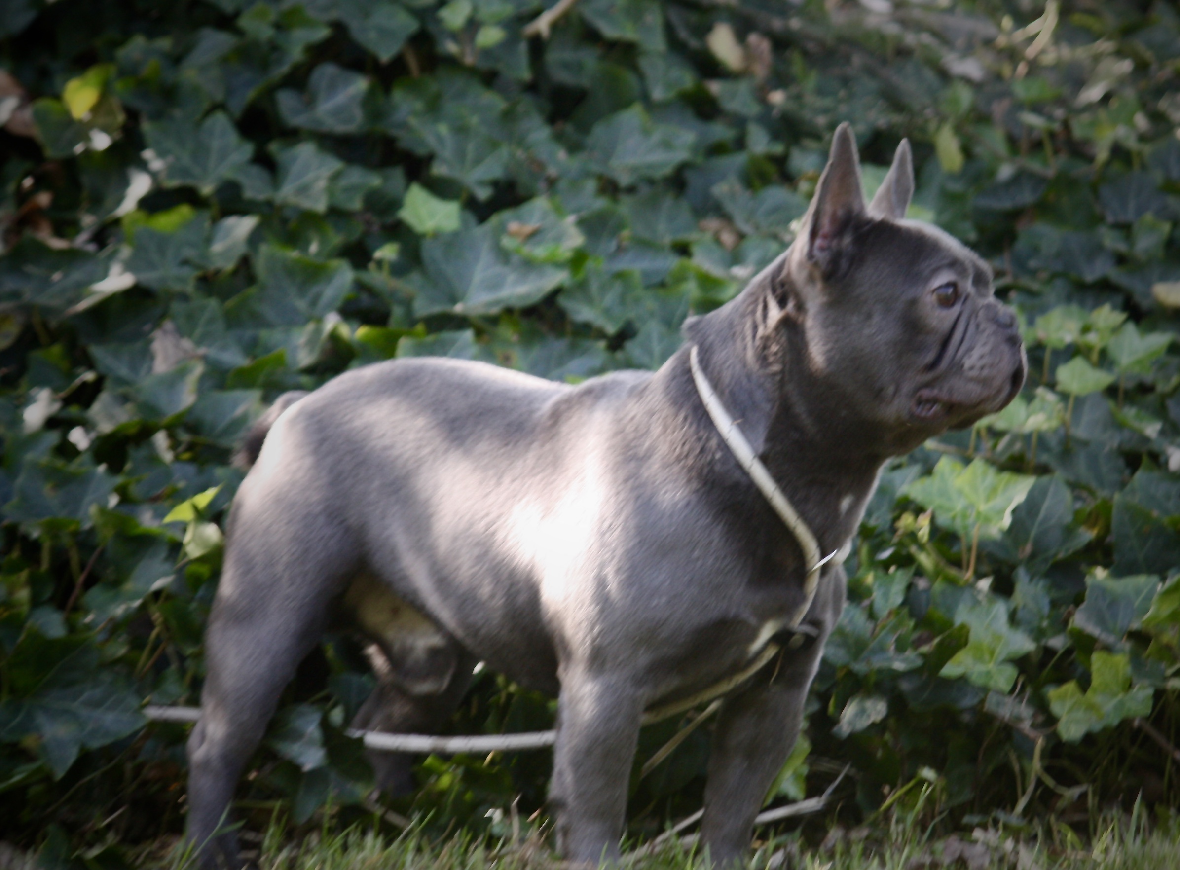 agentschap Overeenkomstig roman Franse Bulldogs pups te koop Bulldog Te Koop | Acantus Rashondenfokkerij |  Oudenburg