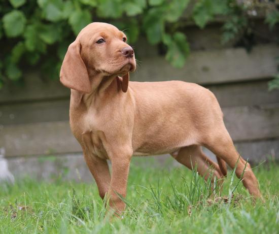 Vizsla 