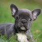 Franse Bulldog 